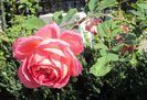 Jubilee Celebration