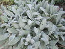 Stachys bizabtina