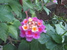 Lantana