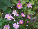 19 oct 074