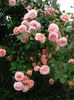 abraham darby