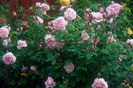 Cottage Rose