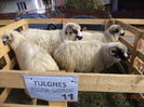 Turcanele din Tulghes
