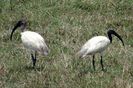 black-headed-ibis-344057__180