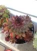 sempervivum