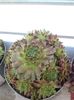 sempervivum