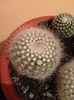 rebutia muscula