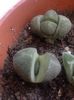 pleiospilos nelli