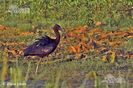 ibis03