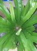 Asplenium