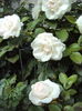 DSC07975