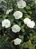 DSC07976