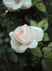 DSC07977