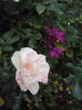 DSC07980