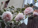 DSC07990