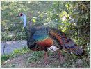 turkey-large