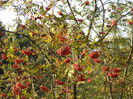 Scoruse bine coapte-2