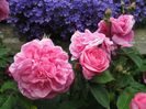 Gertrude Jekyll