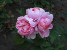 rose-brother-cadfael-austin