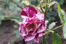 Purple Tiger
