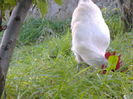 DSCF9333