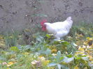 DSCF9339