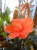 Hibiscus mandarin