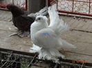 DSC04499