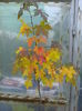 liquidambar-arb.crocodil