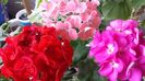 20140419_113640_2_bestshot