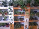 baia botanica