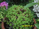 SAM_0378