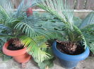 Cycas