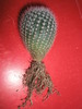 Notocactus scopa - radacini