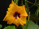 5764_xTahiti Pink BlotchXTammy Faye