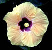 Crimson_Ray