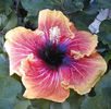 Evelyn_Howard,