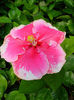 Hibi_Buckey_Colors