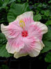Hibi_Cajun_Princess