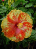 Hibi_John_Buch
