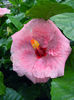 Hibi_Lady_Flo