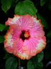 Hibi_Old_Punta_Gorda