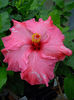 Hibi_Pink_Sensation