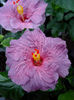 Hibi_Purple_Bayou
