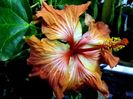 Montezuma09