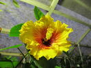 Moorea Amber Stars