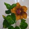 Moorea Melody Beethoven 2