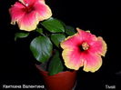 SAM_0426