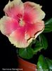SAM_0475