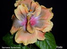 SAM_0669